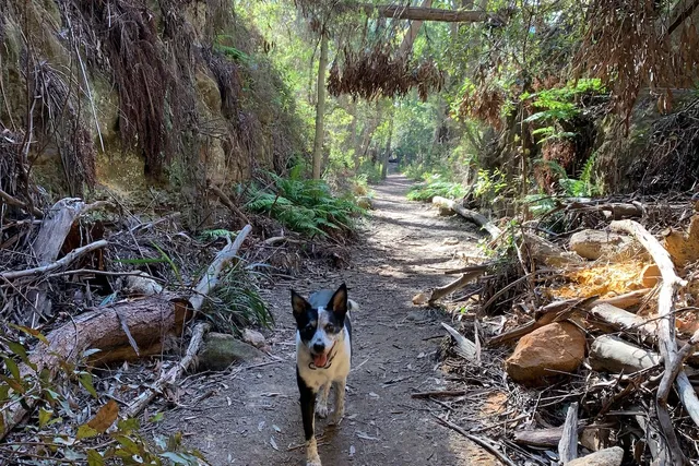 The dog-friendly Box Vale Walking Track | Lyka Pet Food Journal