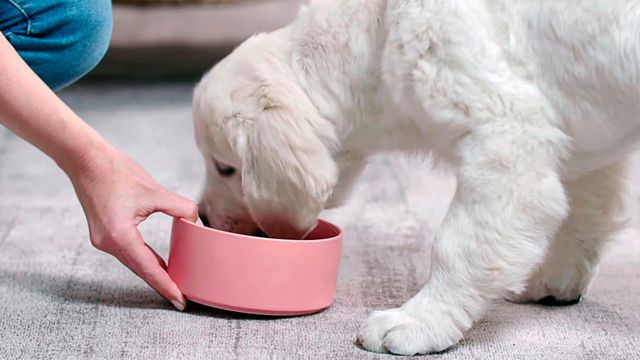 Small white dog being given bowl of food