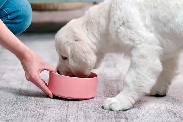 Small white dog being given bowl of food