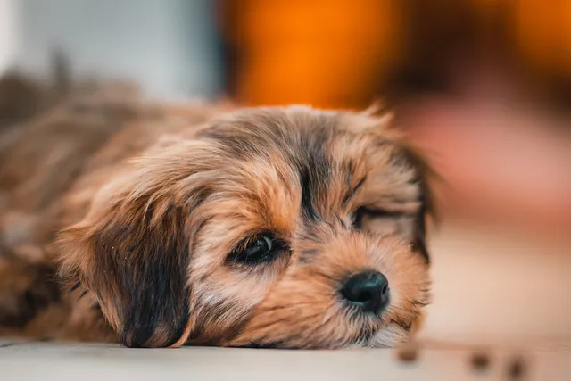 Why don't we use beet pulp in Lyka dog food? | Lyka Pet Food Journal