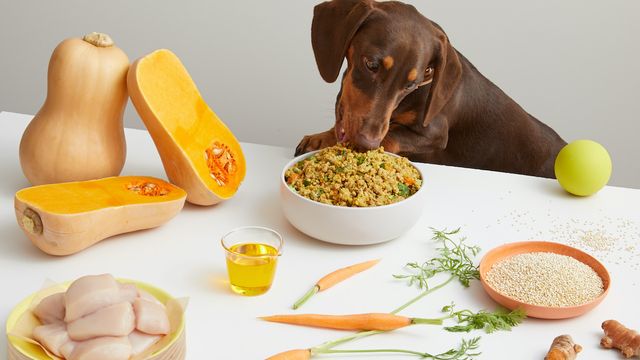 Brown Dachshund eating Lyka meal at table with fresh foods