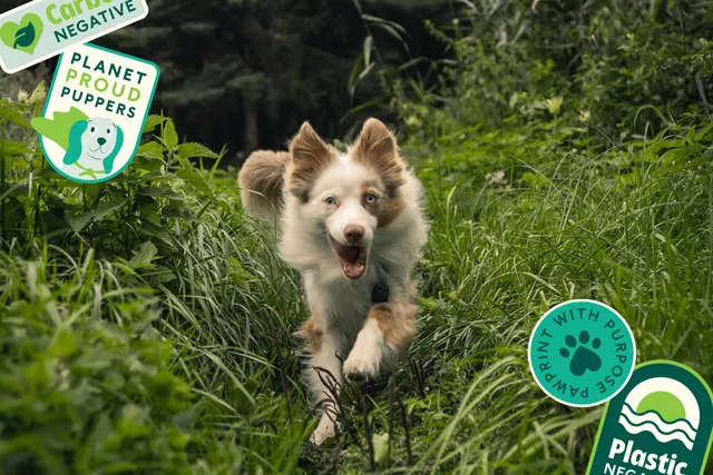 Our 2022 pawprint: Being better for our planet