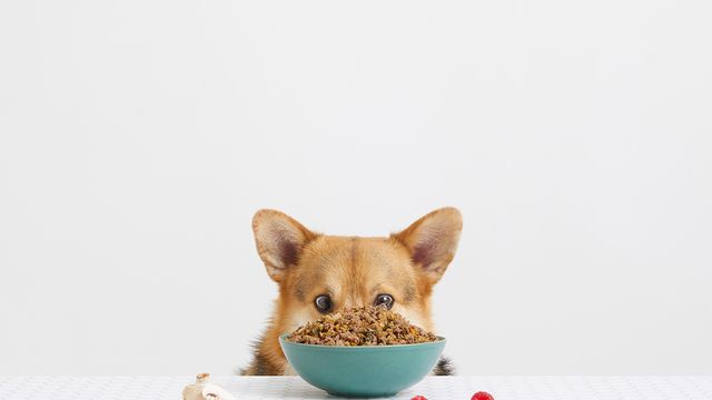 Meet our drool-worthy Rip Rollickin' Roo Bowl | Lyka Pet Food