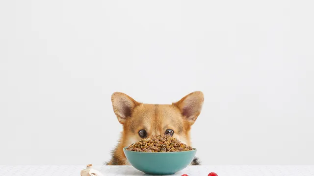Meet our drool-worthy Rip Rollickin' Roo Bowl | Lyka Pet Food