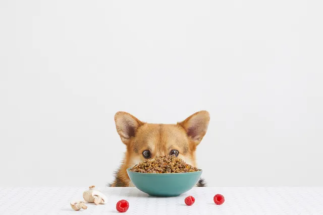 Meet our drool-worthy Rip Rollickin' Roo Bowl | Lyka Pet Food