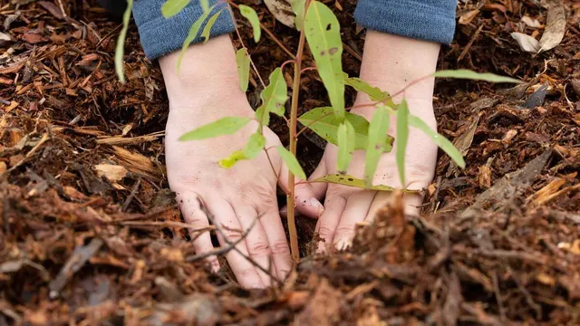 Hands planting tree in ground