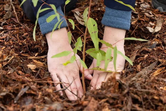 Hands planting tree in ground