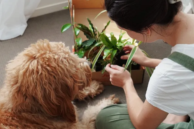 Woman tending indoor plants with dog