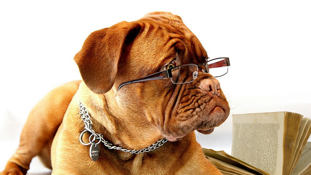 Dog with glasses sitting next to book