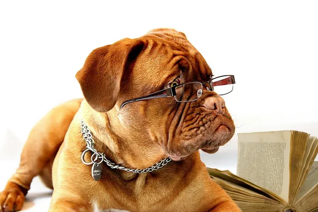 Dog with glasses sitting next to book