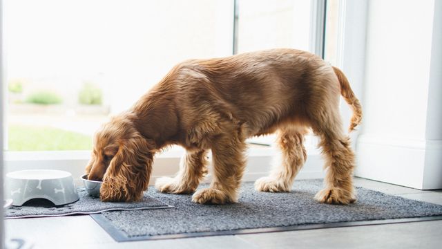 cocker spaniel eating from bowl in laundry