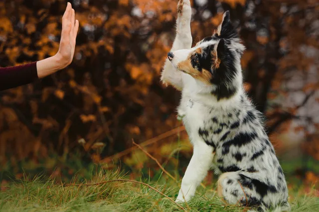 puppy-raising-paw-to-high-five-person-in-park
