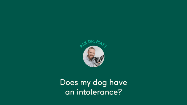 Does your dog have an intolerance? | Lyka Pet Food Journal