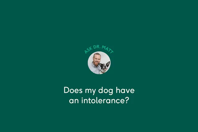 Does your dog have an intolerance? | Lyka Pet Food Journal