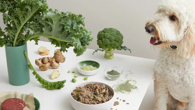 Happy white dog at table with Lyka and fresh ingredients