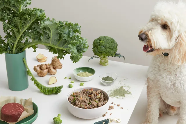 Happy white dog at table with Lyka and fresh ingredients