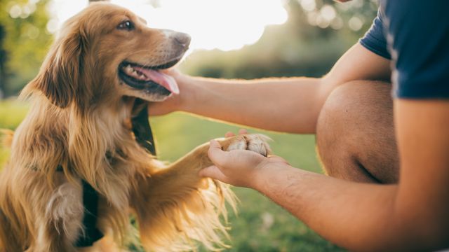 Man patting dog outdoors