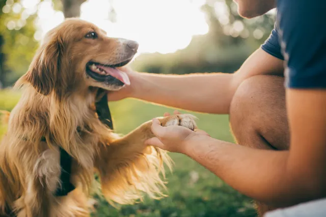 Man patting dog outdoors