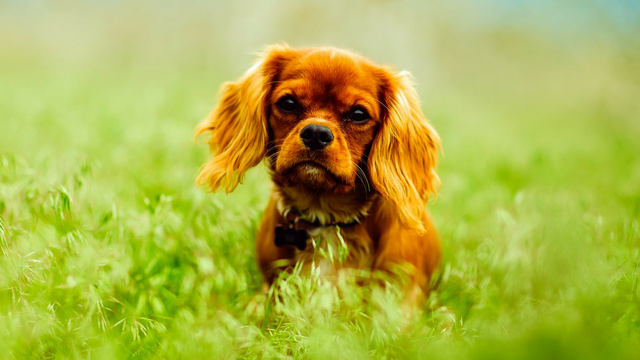 king-charles-cavallier-in-grass