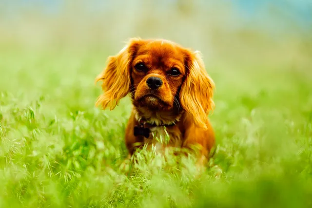 king-charles-cavallier-in-grass
