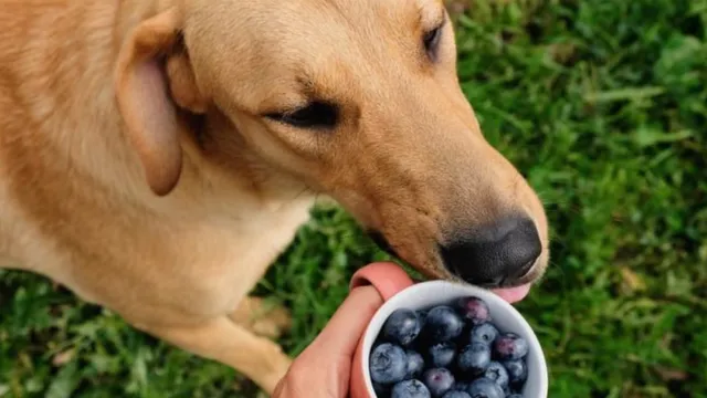 Super good ingredients you should be feeding your senior dog