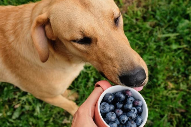 Super good ingredients you should be feeding your senior dog