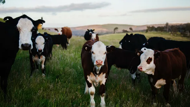 Cows in field