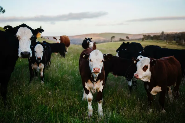 Cows in field