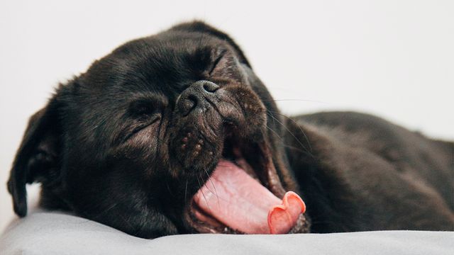 Is your dog getting enough sleep? | Lyka Pet Food