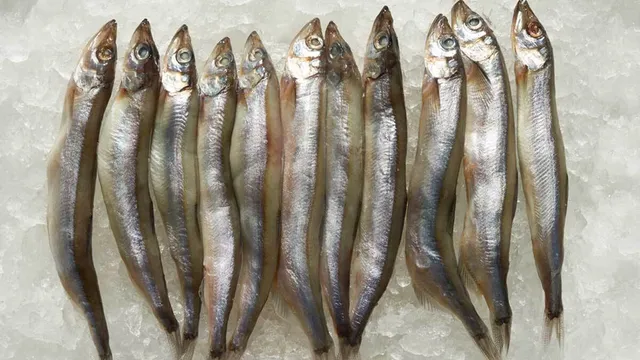 Fresh fish in ice