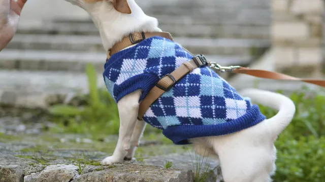 Healthy snack ideas for your dog | Lyka Pet Food