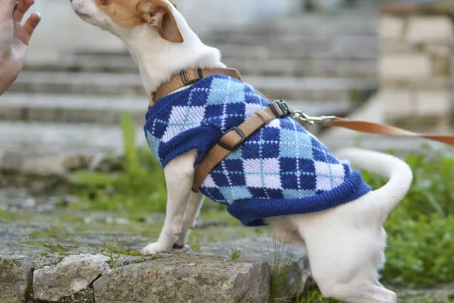 Healthy snack ideas for your dog | Lyka Pet Food