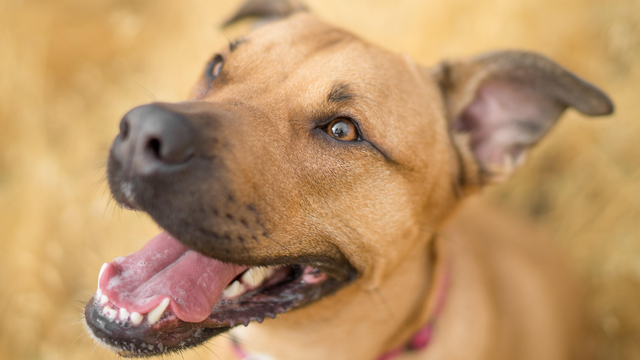 Smiling dog outdoors