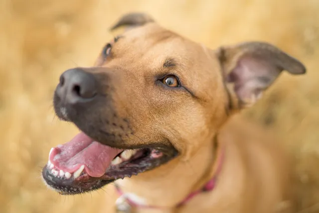 Smiling dog outdoors