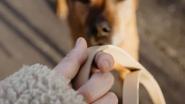 How to keep your dog safe when out walking | Lyka Pet Food