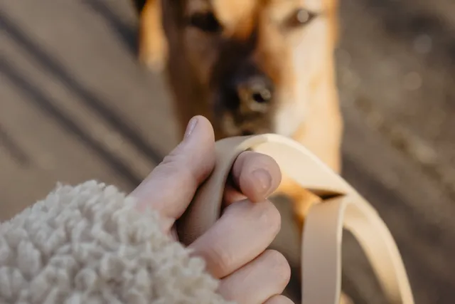 How to keep your dog safe when out walking | Lyka Pet Food