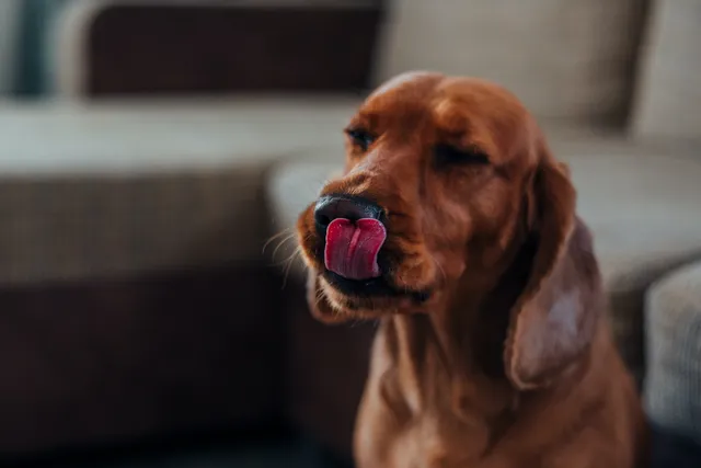 dog-licking-nose