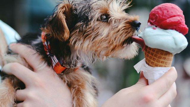 Small dog licking ice cream in cone