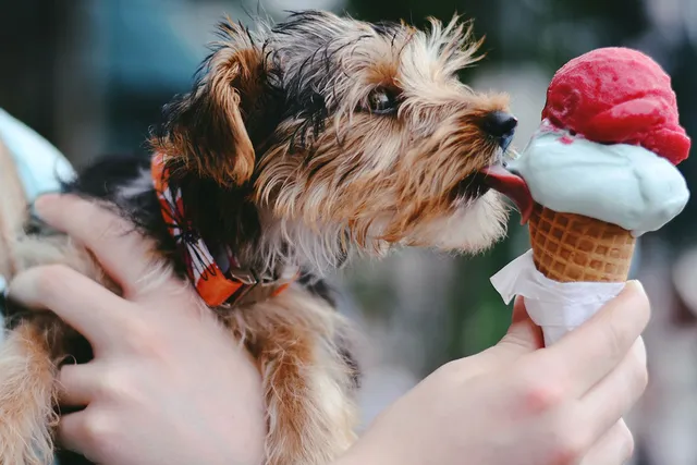Small dog licking ice cream in cone