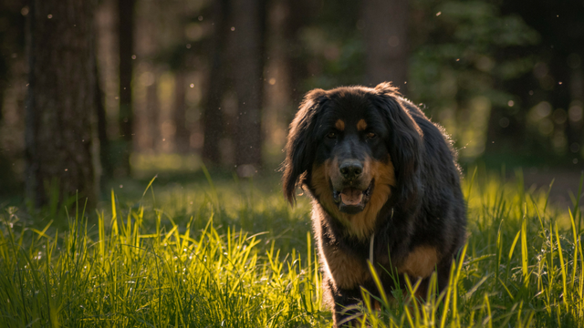 Sydney's very own dog-friendly bush walk