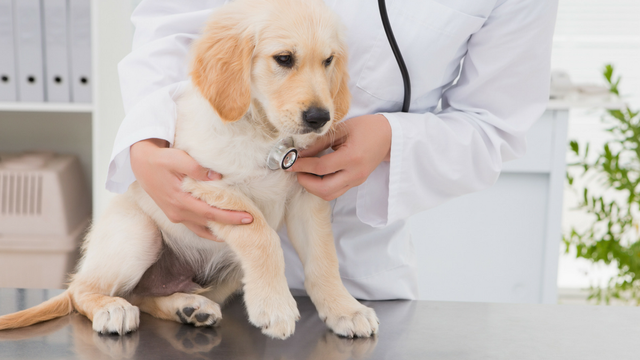 What is Holistic Vet Care and why your dog should try it