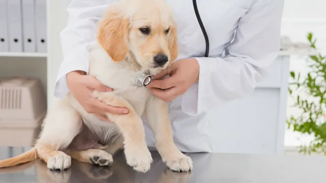 What is Holistic Vet Care and why your dog should try it