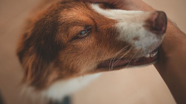 Dog receiving head pats