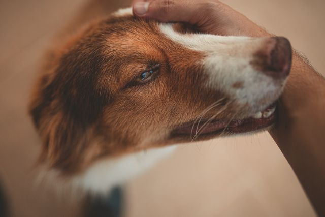 Dog receiving head pats