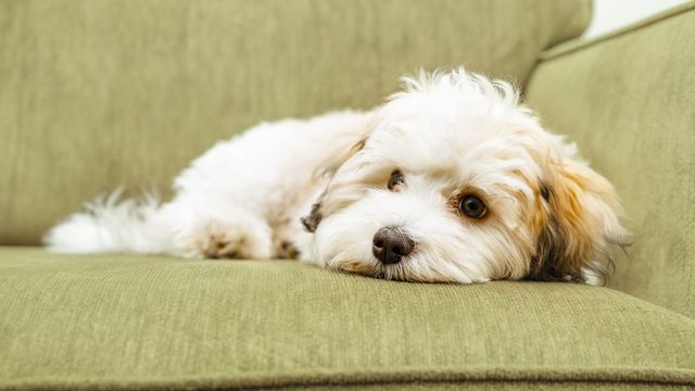 fluffy-puppy-lying-on-couch