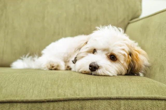 fluffy-puppy-lying-on-couch