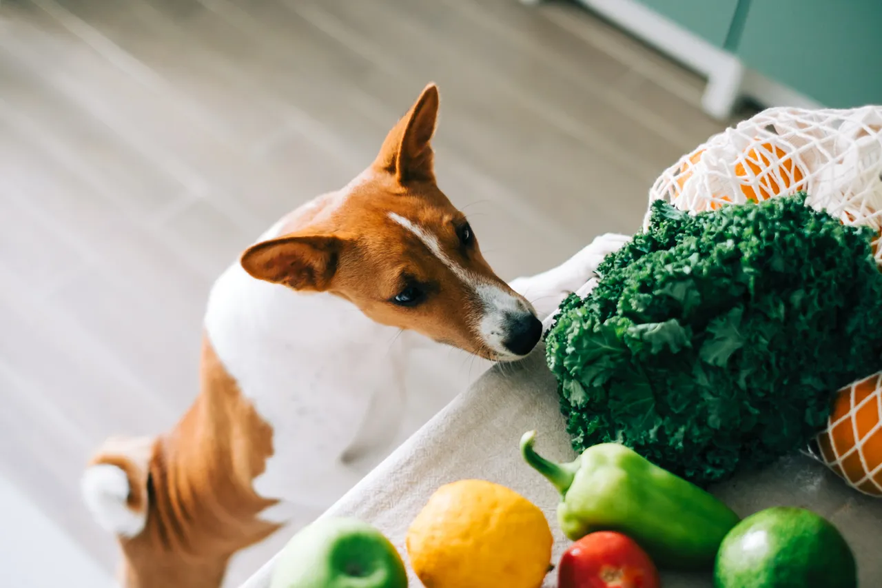 Dog sniffing vegetables on table