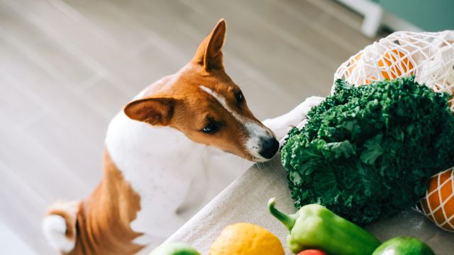 Dog sniffing vegetables on table