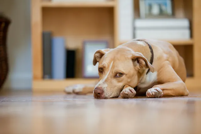 Sad dog lying down
