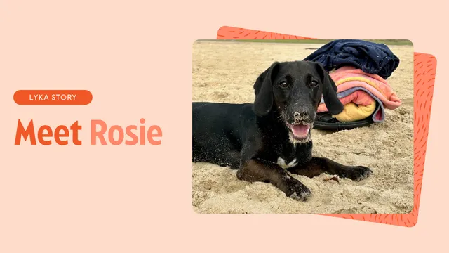 Rosie the Cocker Jack puppy feature image